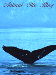 whale1.gif