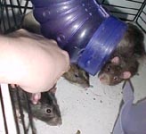 Decorating The Xmas Tree