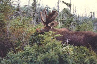 moose eating