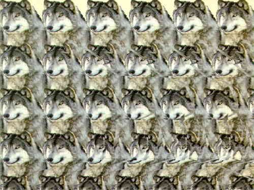 wolfstereo