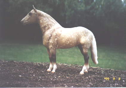 [MMS Maple Sugar, palomino dapple QH stallion]