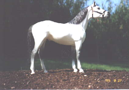 Moonstruck Traveller, the Traveller model