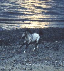 [Festivals, appaloosa stallion]