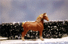 snowscene.GIF (58256 bytes)