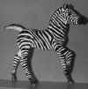 zebra.jpg (69983 bytes)