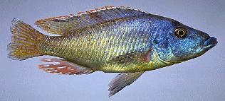 African Cichlid Picture