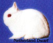 Netherland Dwarf rabbit