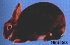 Mini Rex rabbit