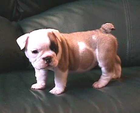 PITA (Gonz&aacute;lez) NUEVA CAMADA - SANGRE INGLESA 100%