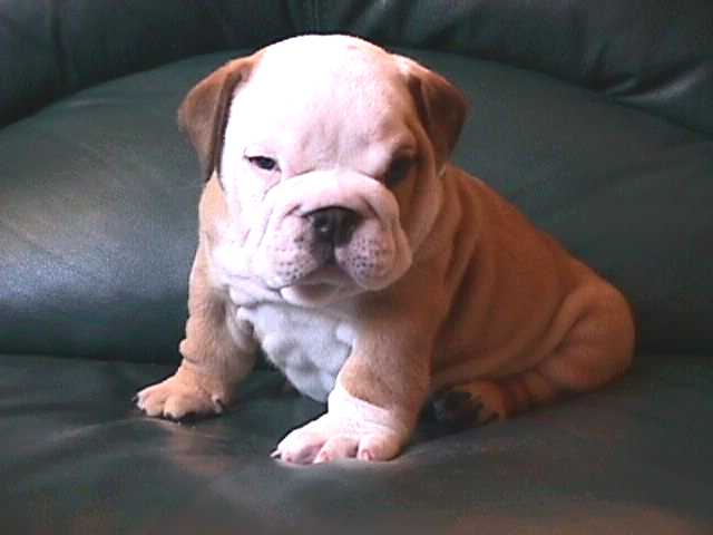 DANIEL (Gonz&aacute;lez) NUEVA CAMADA - SANGRE INGLESA 100%