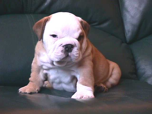 Gonz&aacute;lez Bulldogs