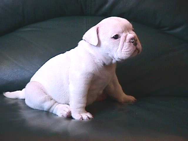 TOMMY (Gonz&aacute;lez) NUEVA CAMADA - SANGRE INGLESA 100%