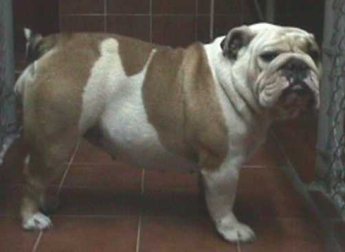 Gonz&aacute;lez Bulldogs