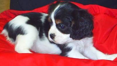 GIRL #2, STILL AVAILABLE