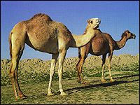 CAMELS FOR KEPT MAINLY FOR MEAT, HOWEVER THEY ALSO PROVIDE MILK AND HIDES FOR LEATHER.
IN OTHER STATES USED FOR RACING