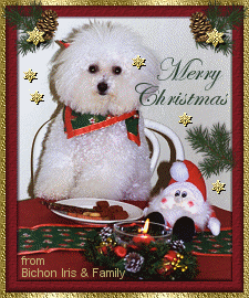 Xmas Gift From bichon Iris
