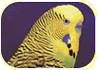 Budgie