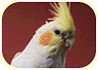 Cockatiel