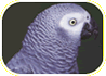 African Grey Parrot