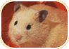 Hamster