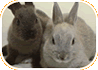 Rabbits