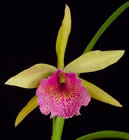 small orchid 4