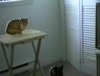 Video File. Quick Capture. Bengal Cat Fighting for the Exercise Wheel. 0:15. Funny bengal kittens. 162,413 views. Nunya1432. Added. 0:24. Cat going faster on wheel.