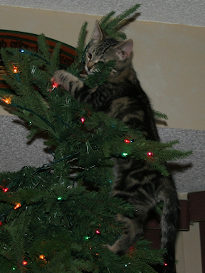 Colt climbing the Christmas tree