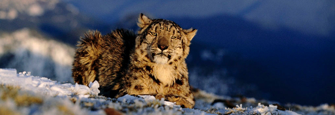 Snow Leopard Banner