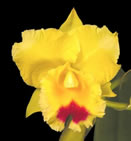 small_orchid_1