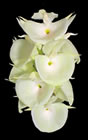 small orchid 2