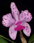 small orchid 3