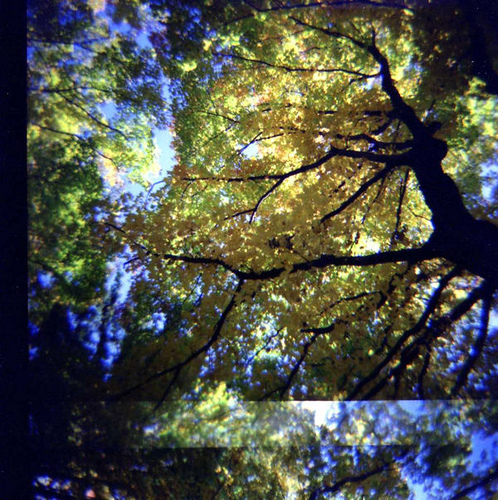 Diana - Autumn Trees