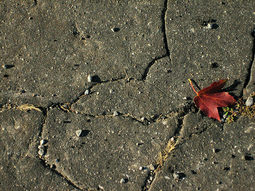 Leaf on the Ground