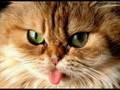 Verry nicecats movies. 1:04. New Funny Cats!!! 509,620 views. 4:44. Funny cats (Home videos) 585,109 views. Chibudgielvr. Added. 10:58.