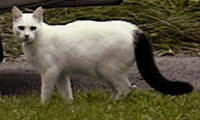 white cat with black tail