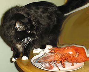 cat with lobster dinner