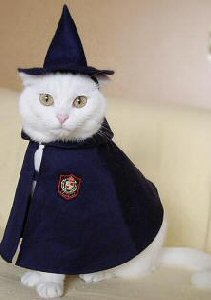 white cat dressed as witch