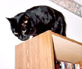 cat on top of bookshelf