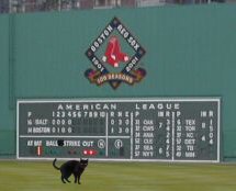 cat at Fenway Park
