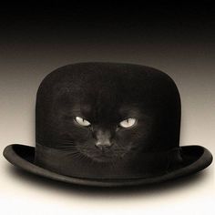 bowler hat cat
