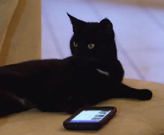 cat with cell phone