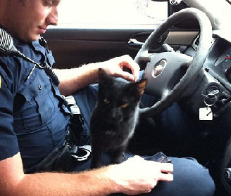 cat riding in police car