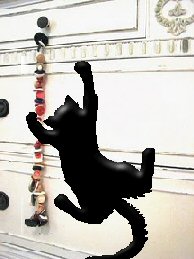 cat reaching for string