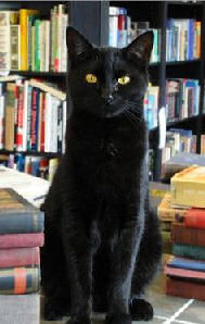 cat by books