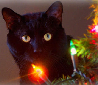 cat by tree lights