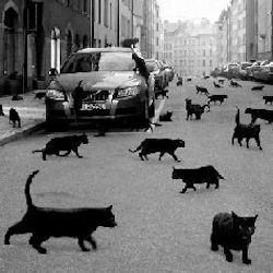 city street overrun with black cats