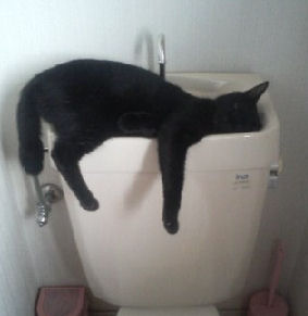 cat sleeping on toilet tank