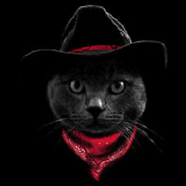 cat in cowboy hat