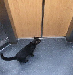 cat on an elevator